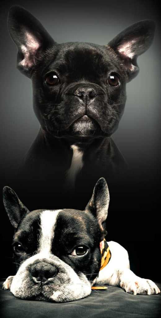 French Bulldog Dog Bath Beach Towel 100% COTTON 70 x 140 cm